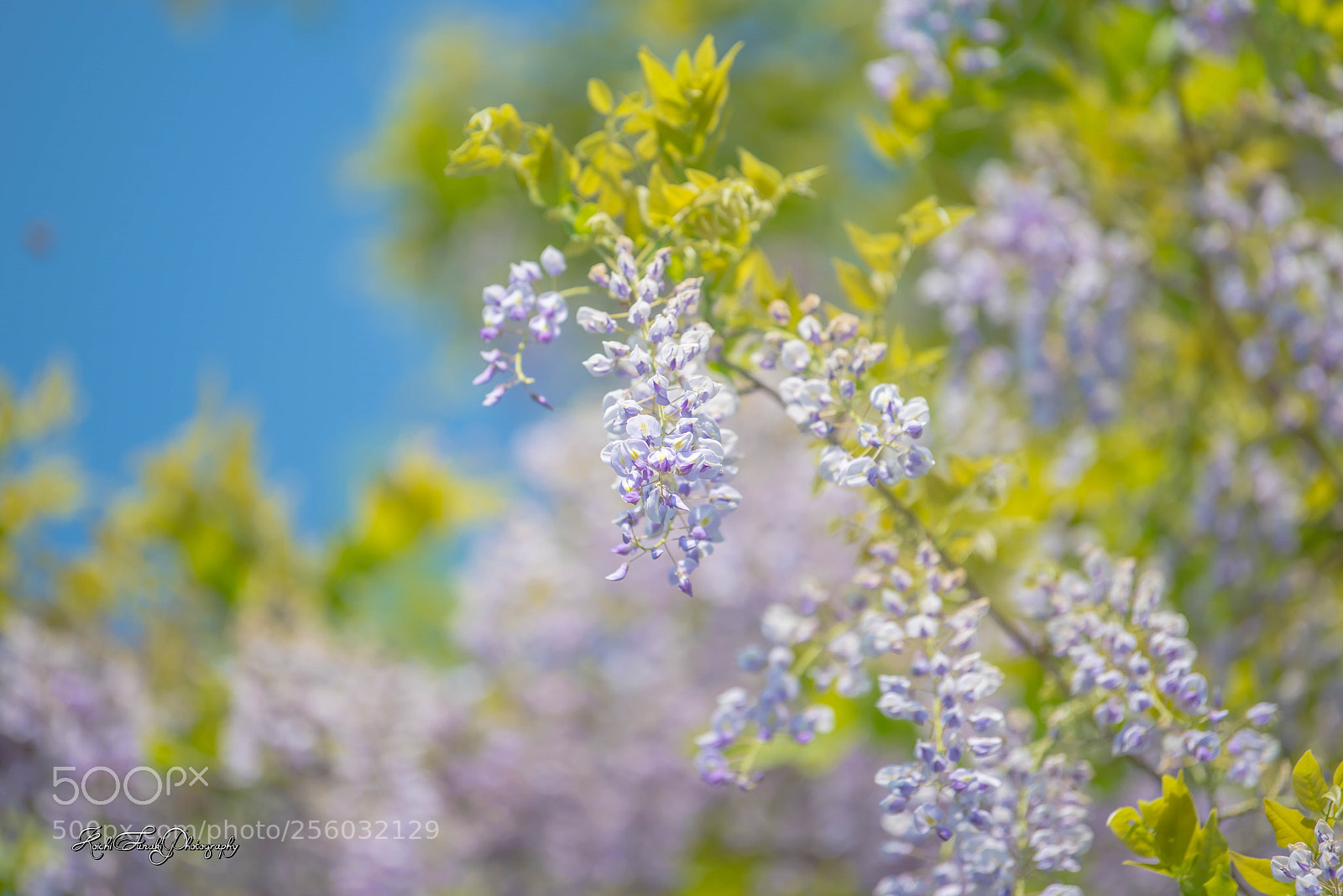 Nikon D810 sample photo. Wisteria flower in full photography