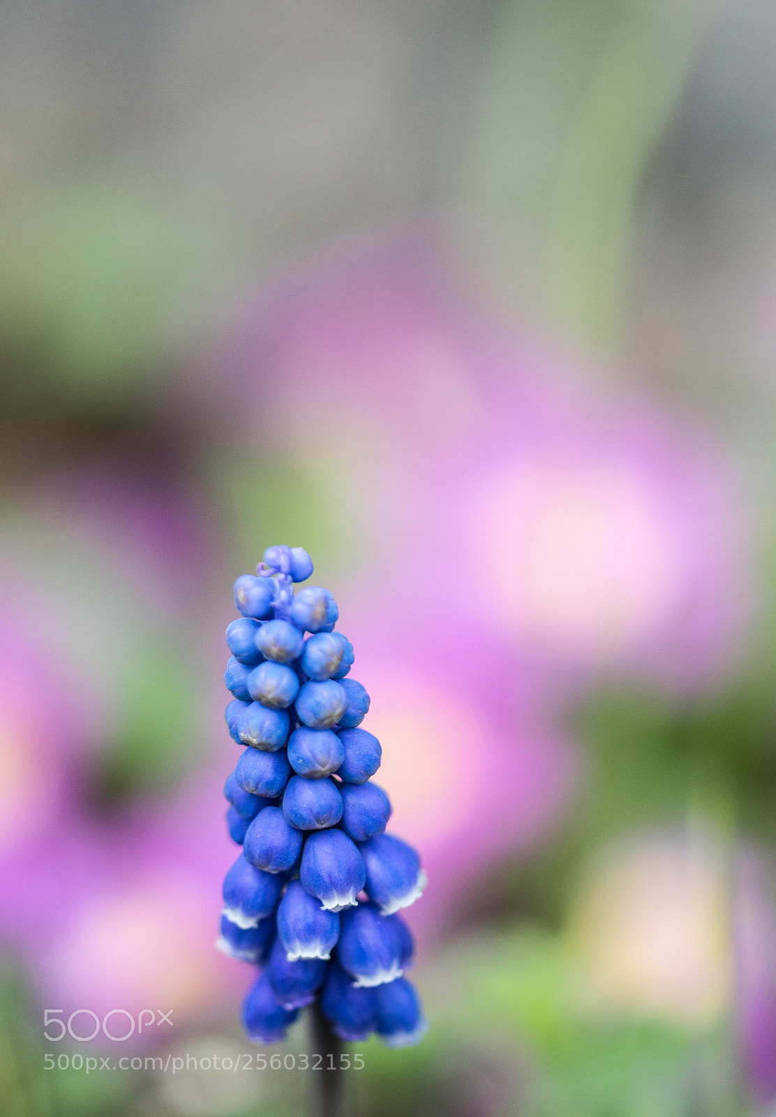 Nikon D800 sample photo. Neighbours photography