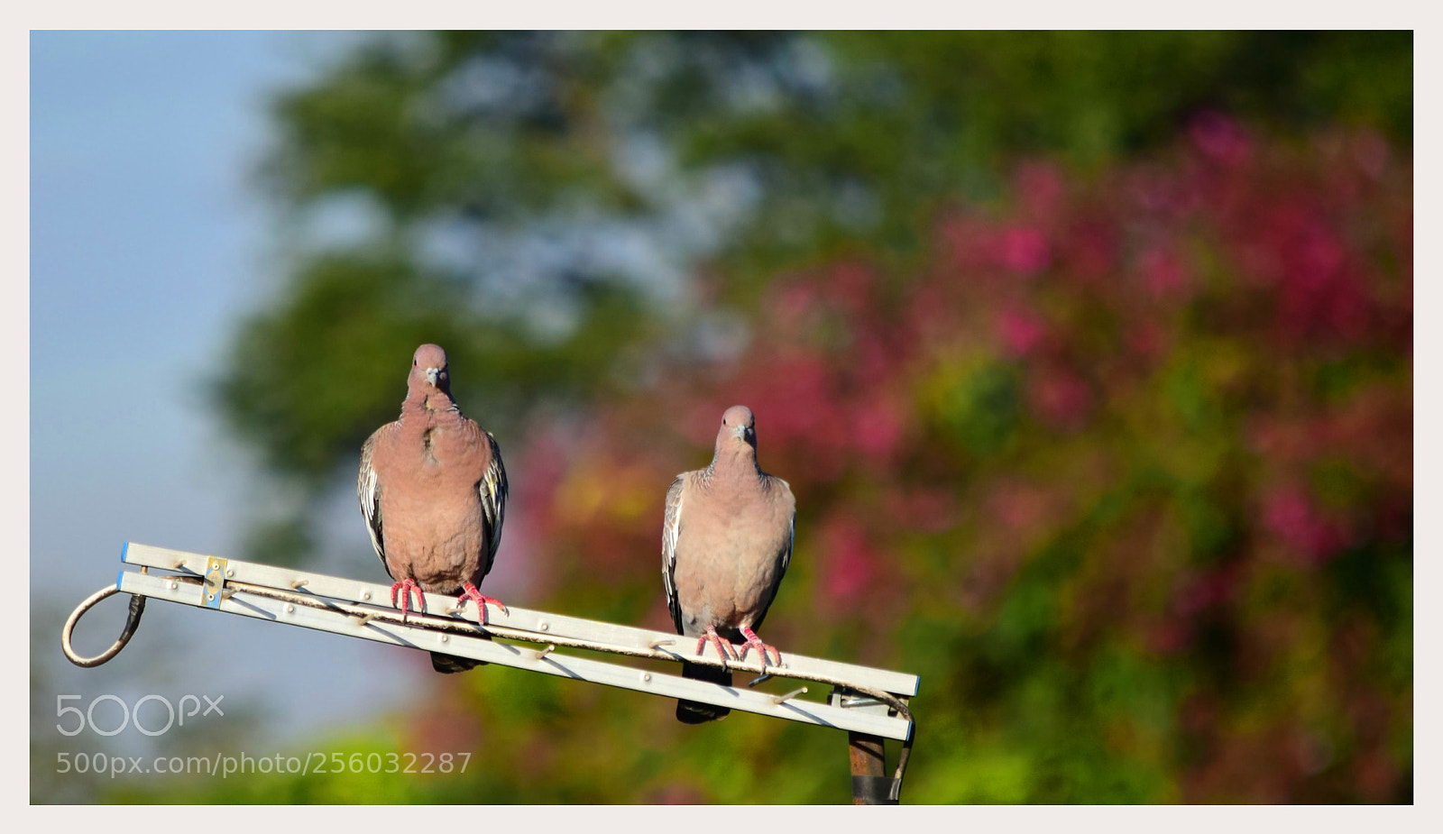 Nikon D5300 sample photo. "hei, tutu... photography