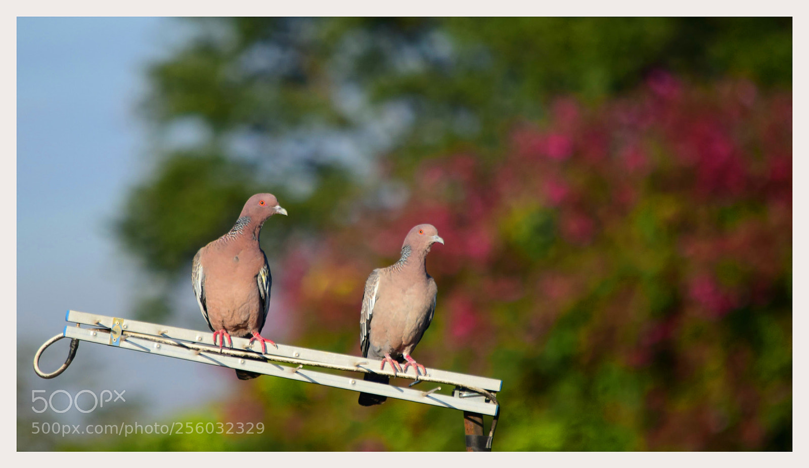 Nikon D5300 sample photo. ... bonjumonbiju ;-)" photography
