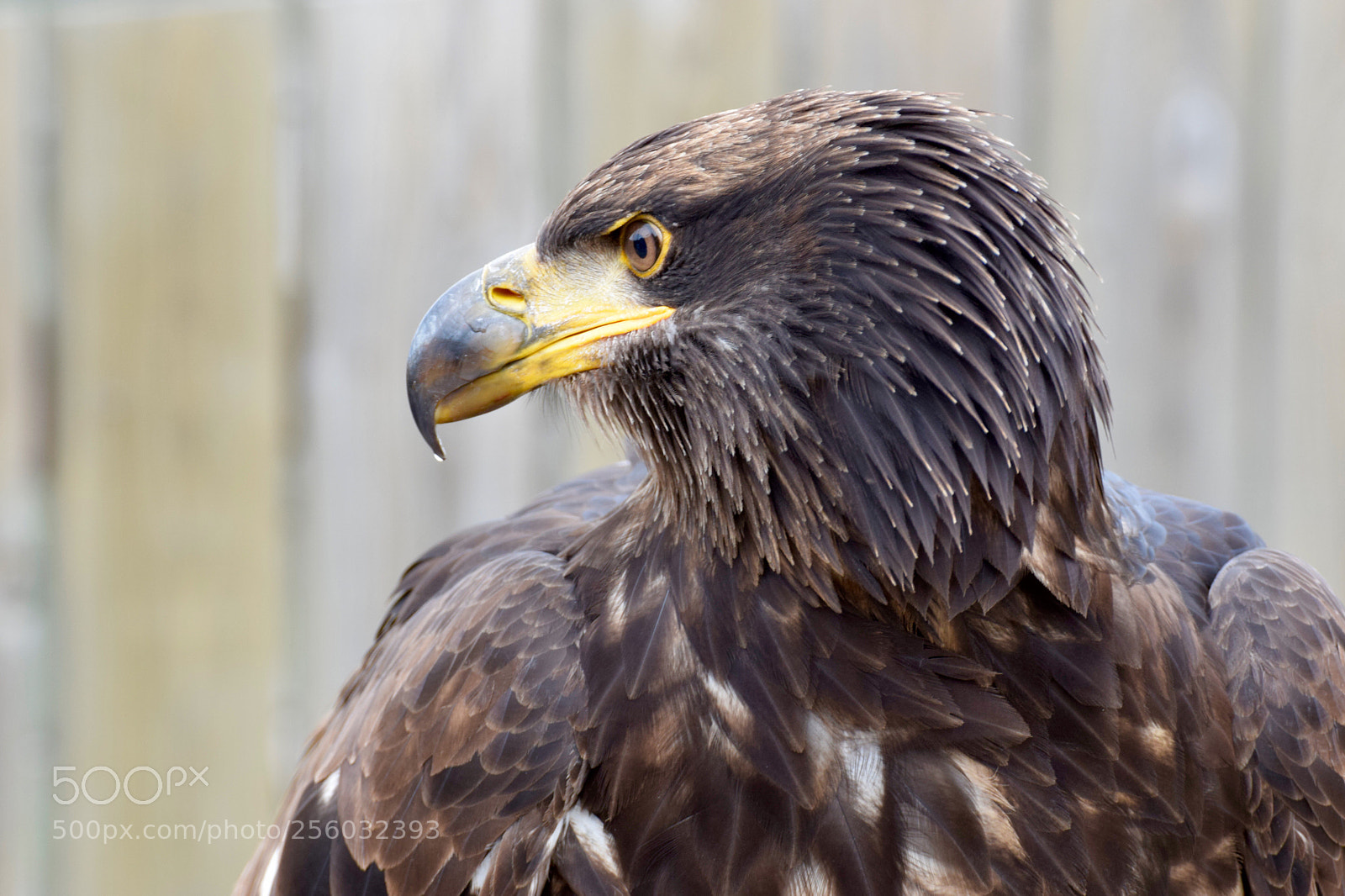 Nikon D5300 sample photo. Young bald eagle photography