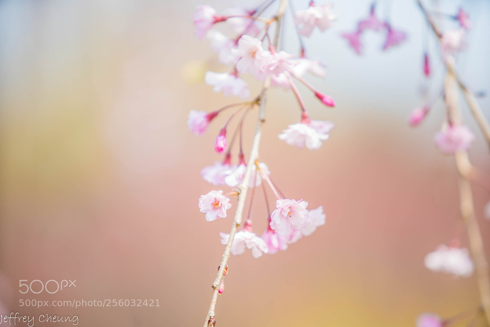 Sony a7R II sample photo. Bloom photography