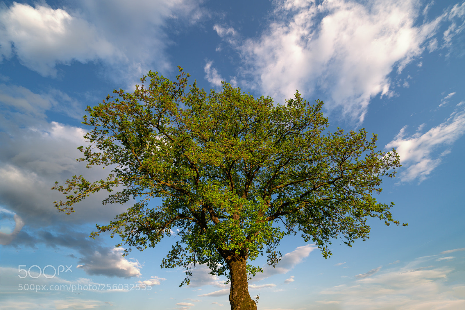 Sony a7R III sample photo. Tree at "eggelburger see" photography