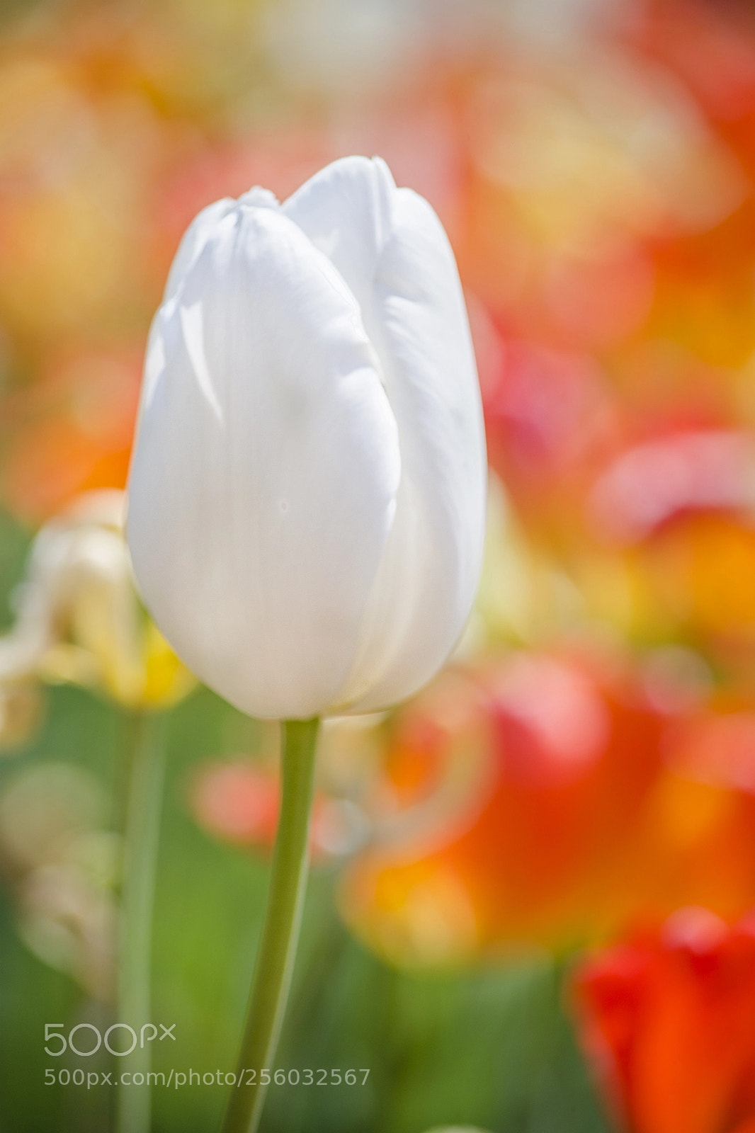 Nikon D5100 sample photo. Creamsicle photography