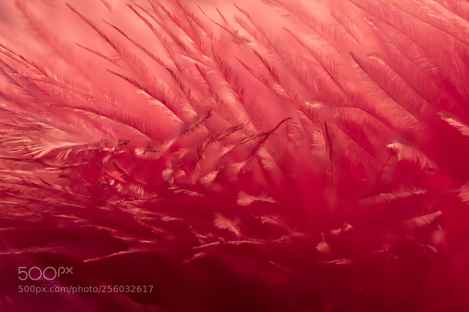 Fujifilm X-T20 sample photo. Colored ostrich feather photography