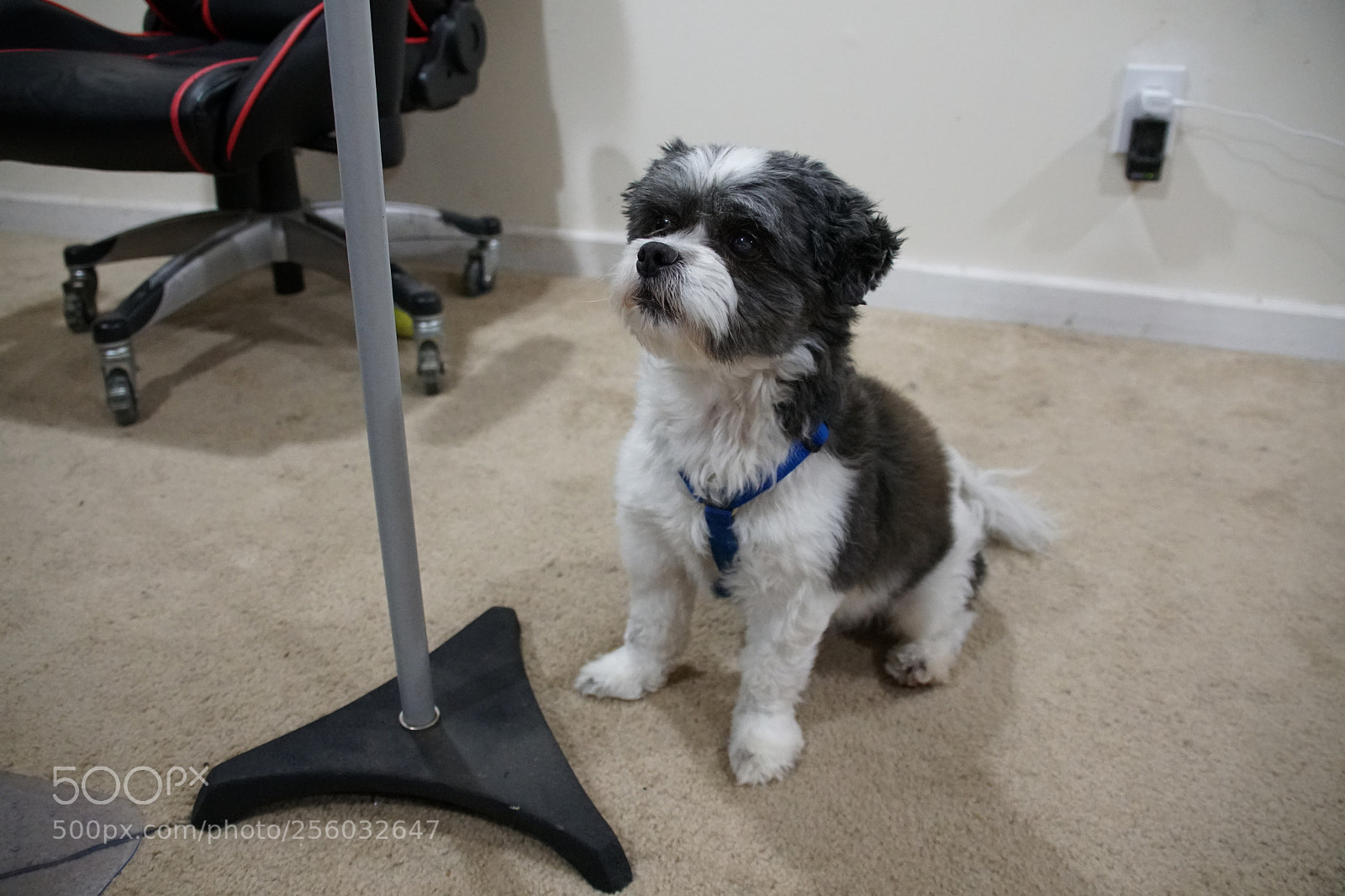 Sony a6500 sample photo. Teddy 3 photography