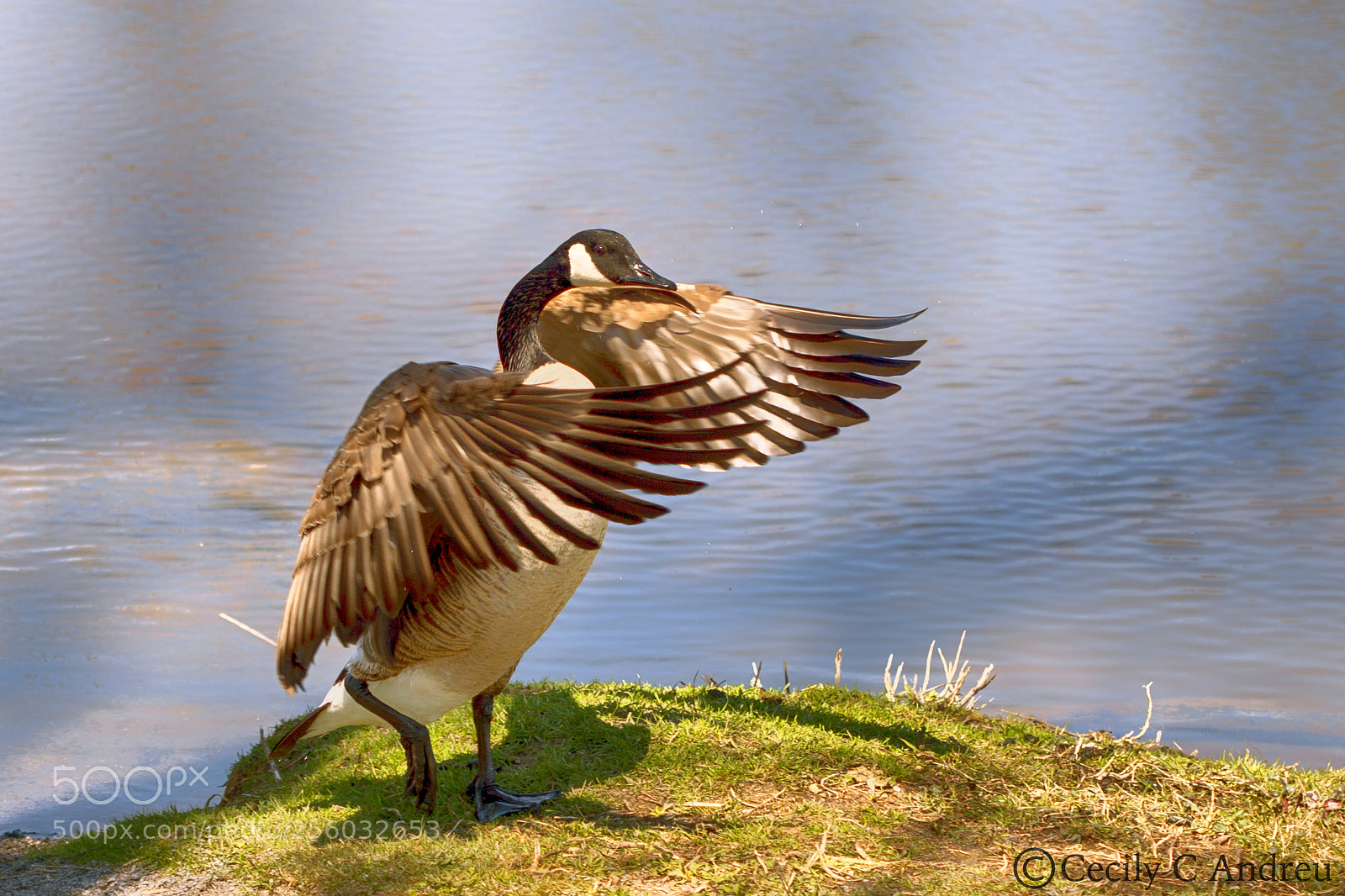 Canon EOS 40D sample photo. Goose's calisthenics photography