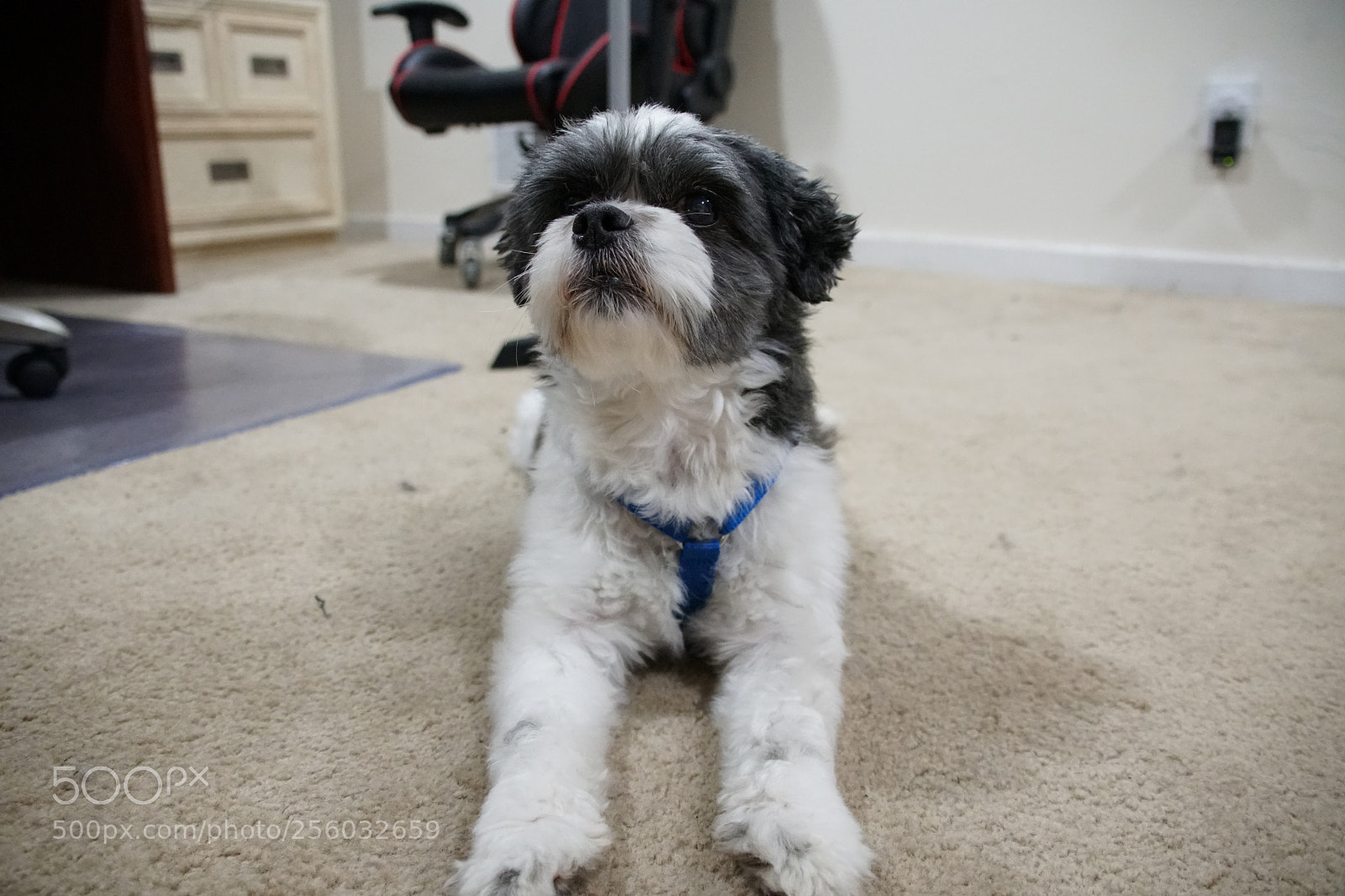 Sony a6500 sample photo. Teddy 2 photography
