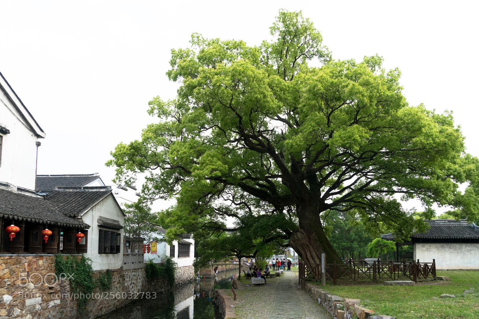 Sony a7 sample photo. Big tree in vallage photography