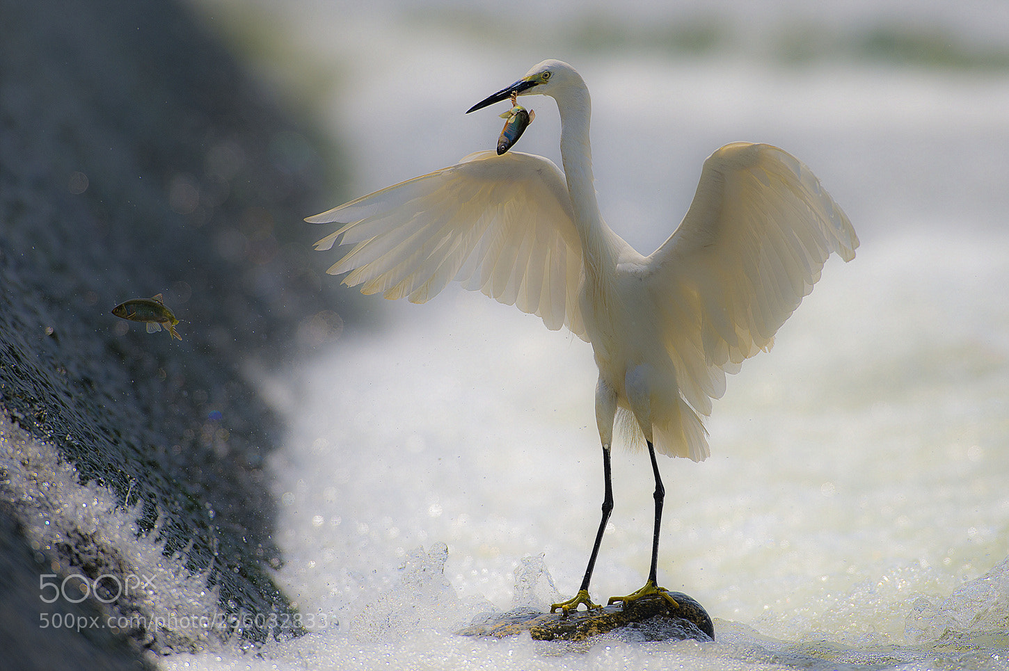 Nikon D4 sample photo. 쇠백로 photography