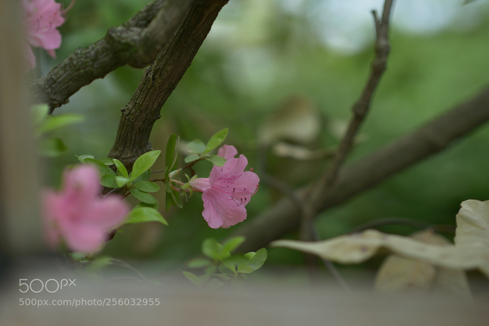 Panasonic Lumix DC-G9 sample photo. Azalea #02 photography