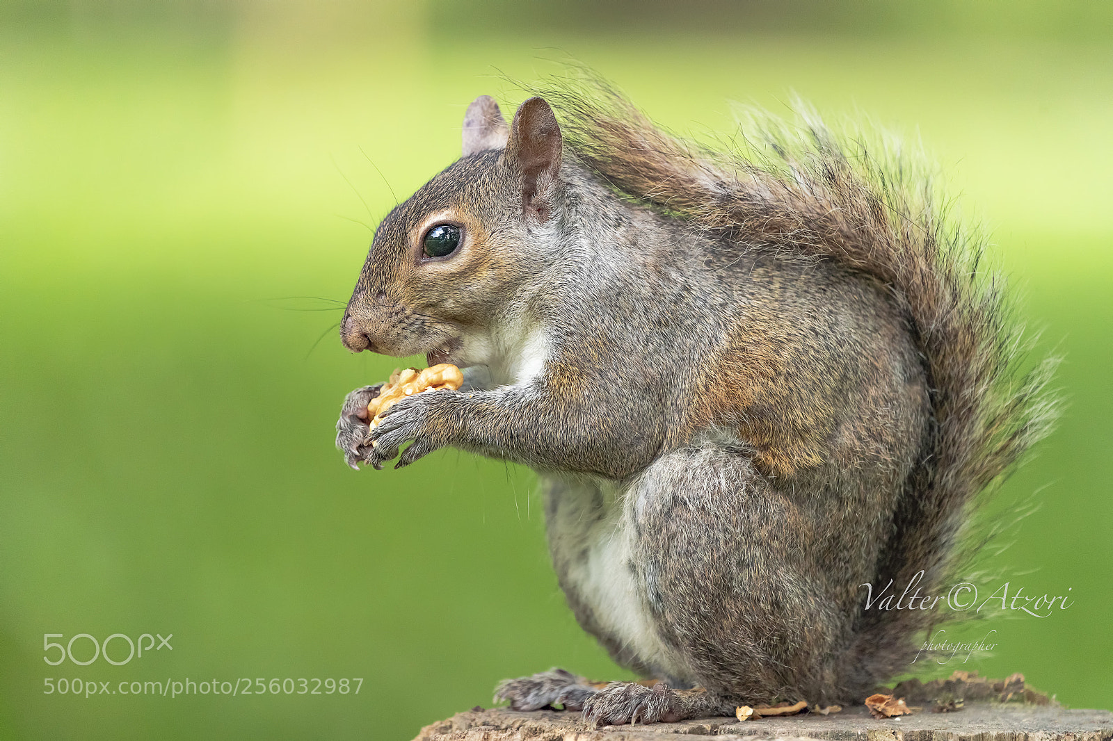 Sony a9 sample photo. Squirrel photography