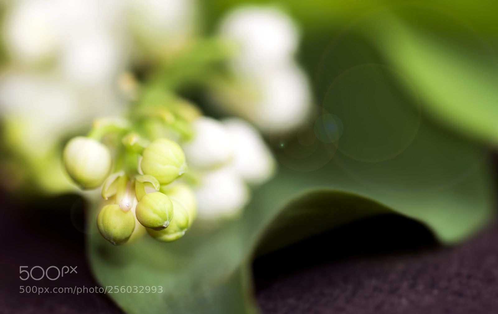 Nikon D7000 sample photo. Muguet 2018 photography