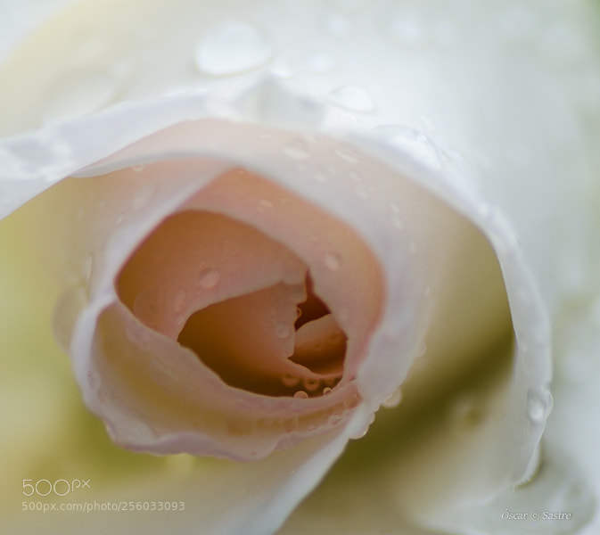 Nikon D7000 sample photo. Dropsrose photography