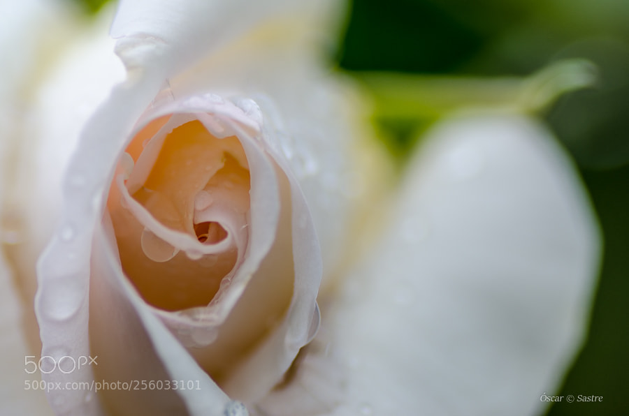 Nikon D7000 sample photo. Whiterose photography