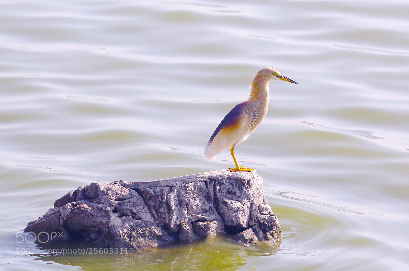Canon EOS 70D sample photo. Javan pond heron photography