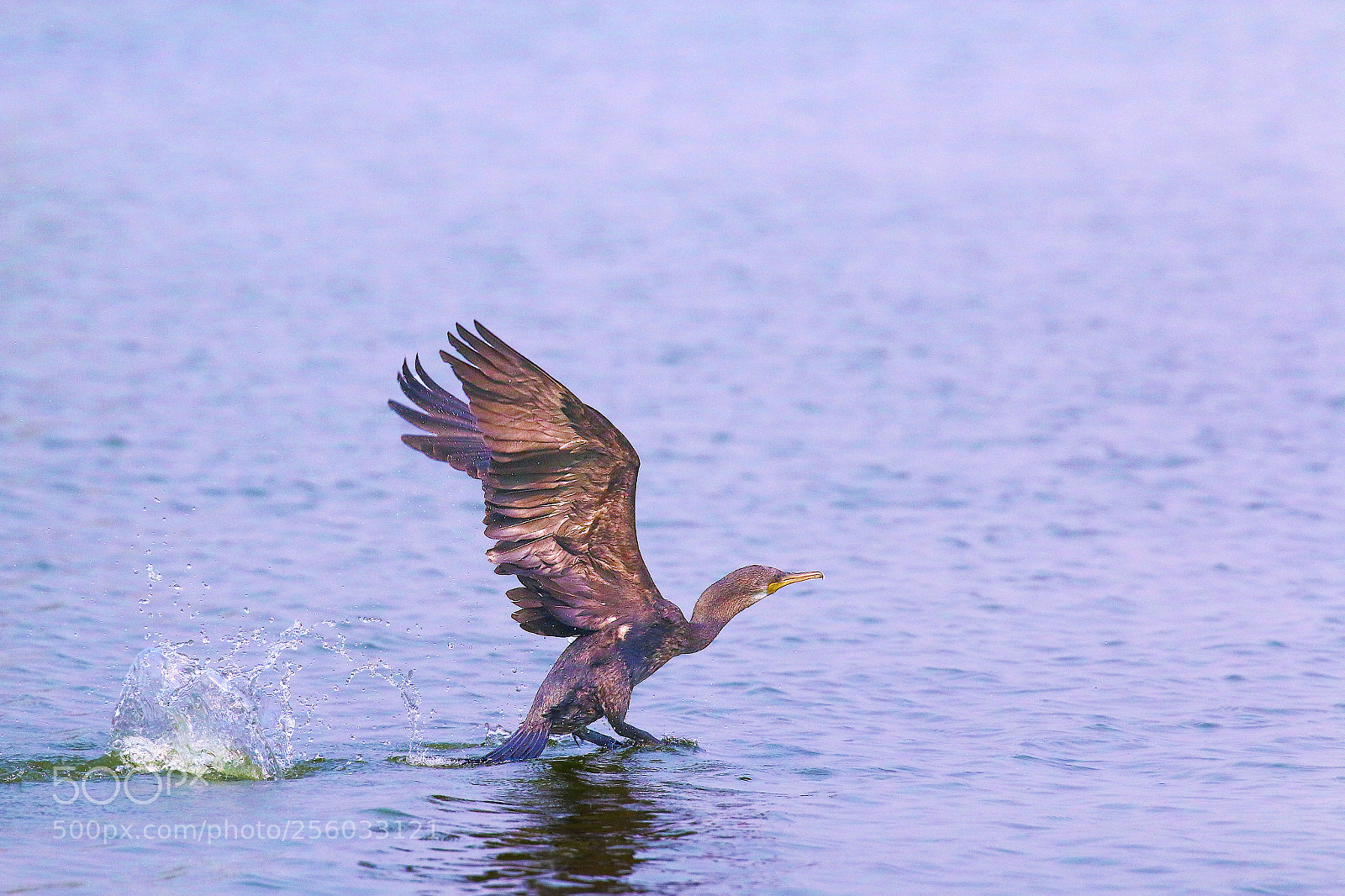 Canon EOS 70D sample photo. Cormorant photography