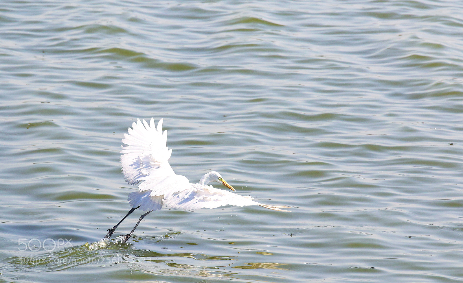 Canon EOS 70D sample photo. Great egret photography