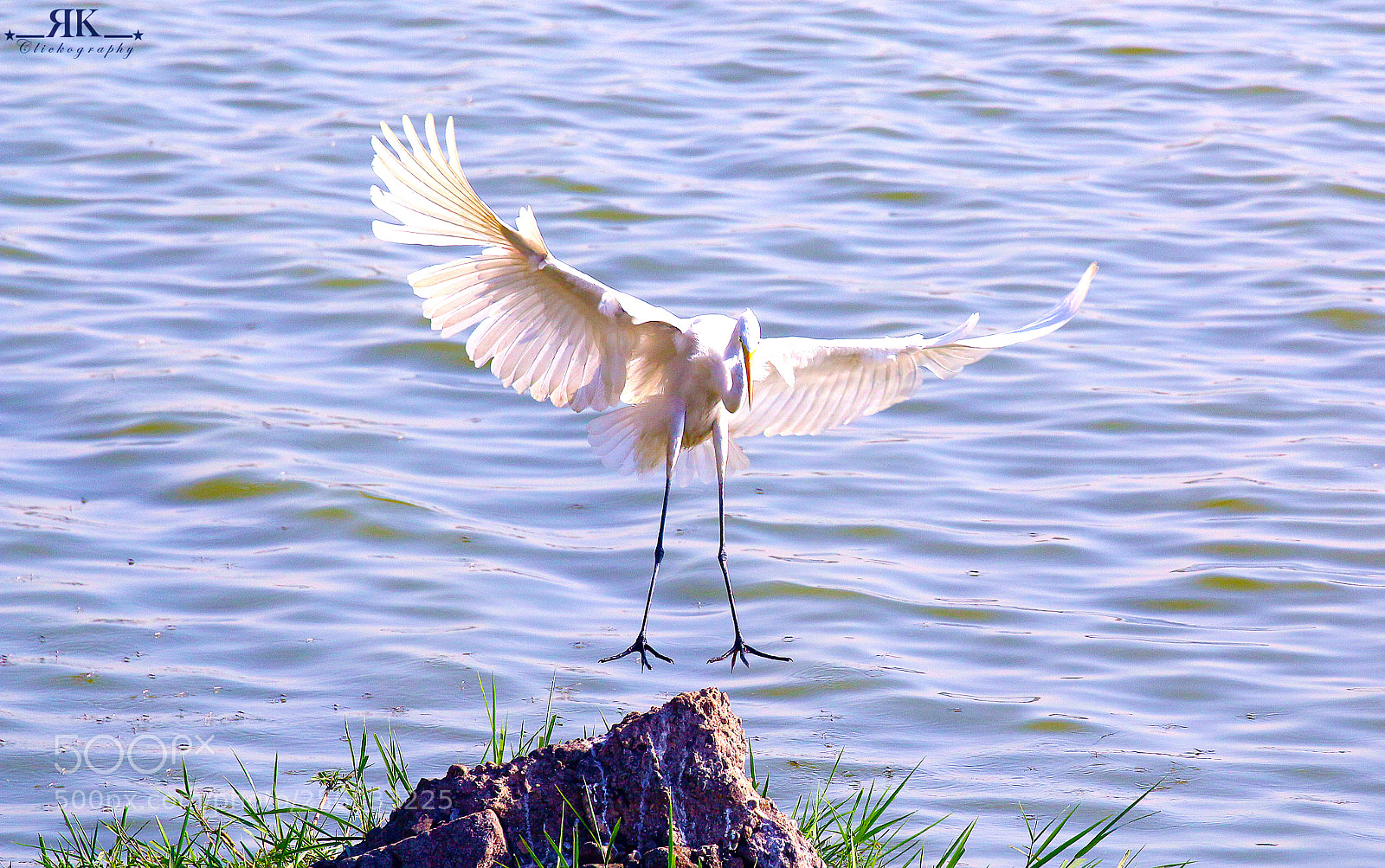 Canon EOS 70D sample photo. Great egret photography