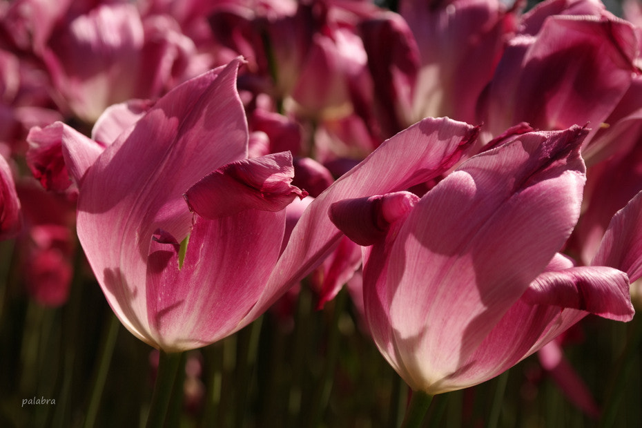 Samsung NX30 sample photo. ... photography