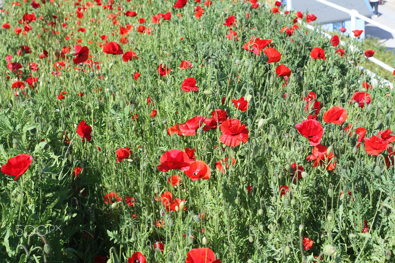 Canon EOS 7D + Canon EF 17-40mm F4L USM sample photo. Southwold, suffolk, june 2015 photography