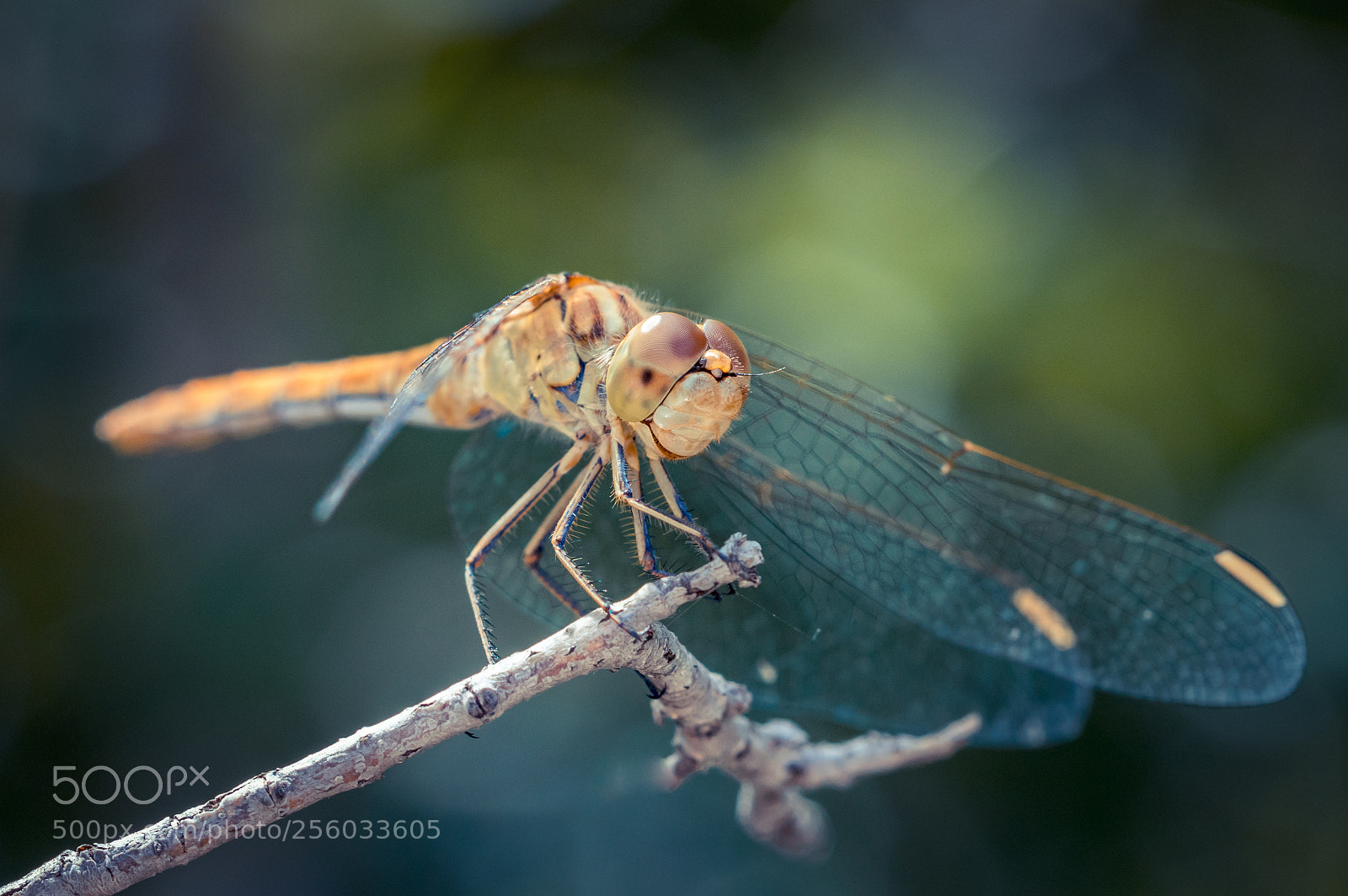 Canon EOS 7D Mark II sample photo. $#% photography