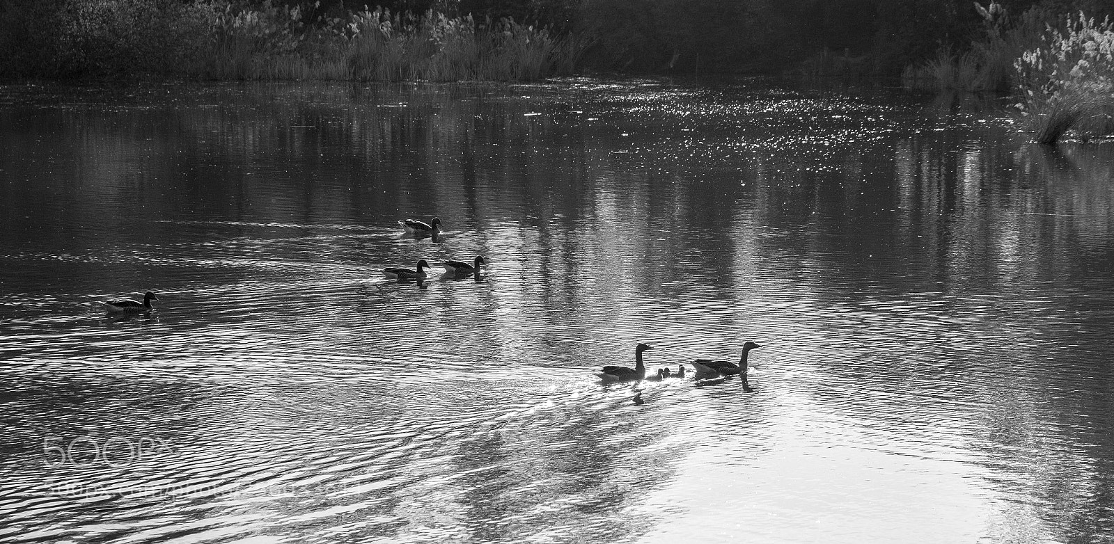 Canon EOS 6D Mark II sample photo. Ducks in line photography