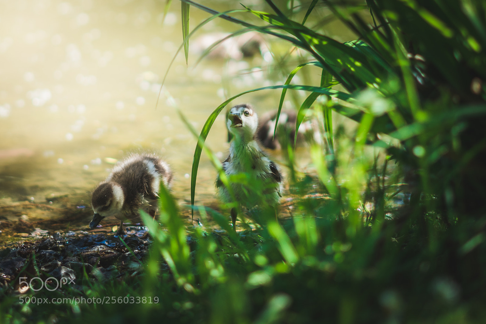 Sony a7 sample photo. Goose baby photography