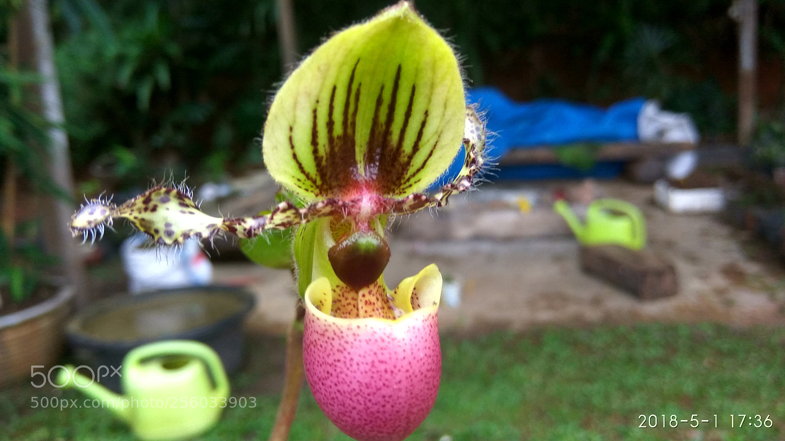 Xiaomi Redmi Note3 sample photo. Hdr[] photography