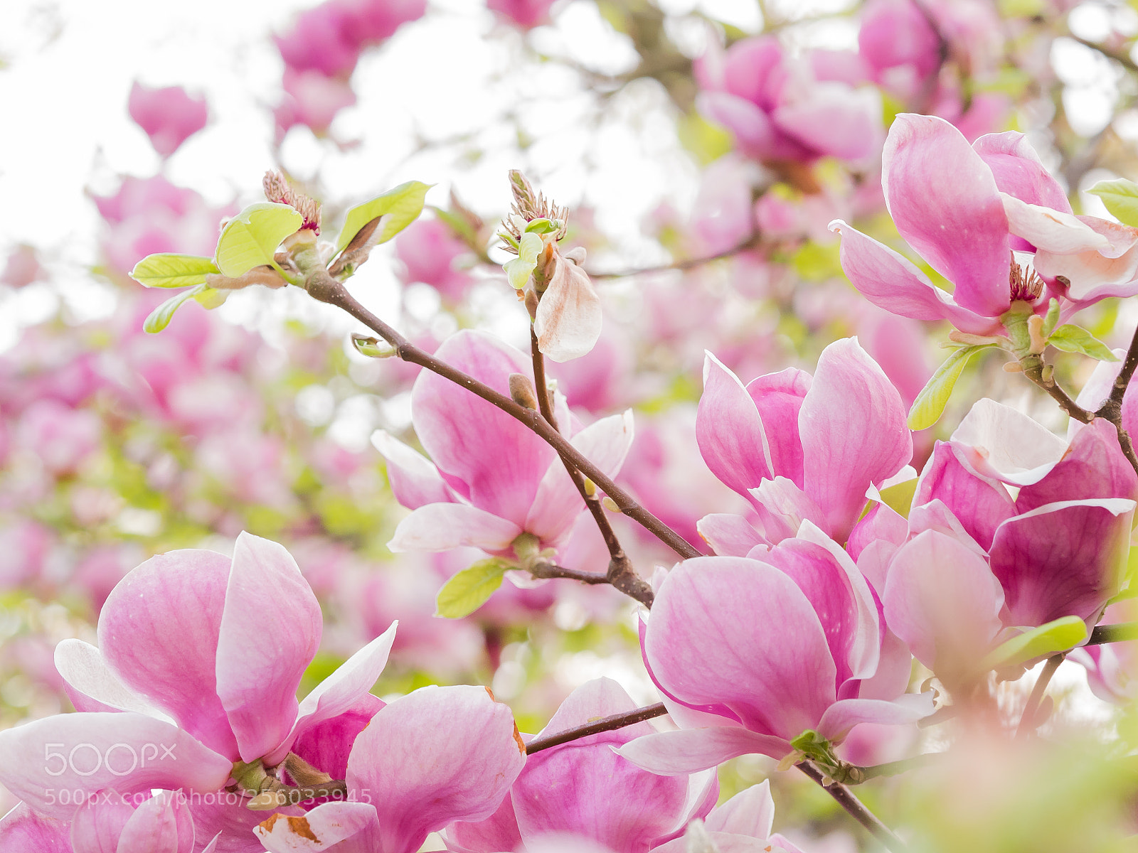 Olympus OM-D E-M10 II sample photo. Blooming magnolia tree photography