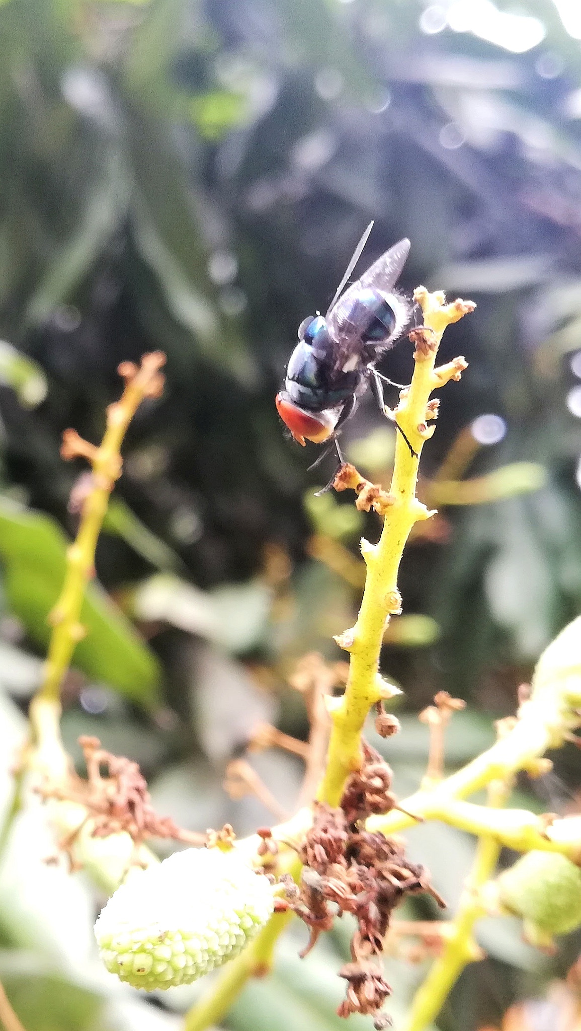 HUAWEI nova 2i sample photo. Machi photography