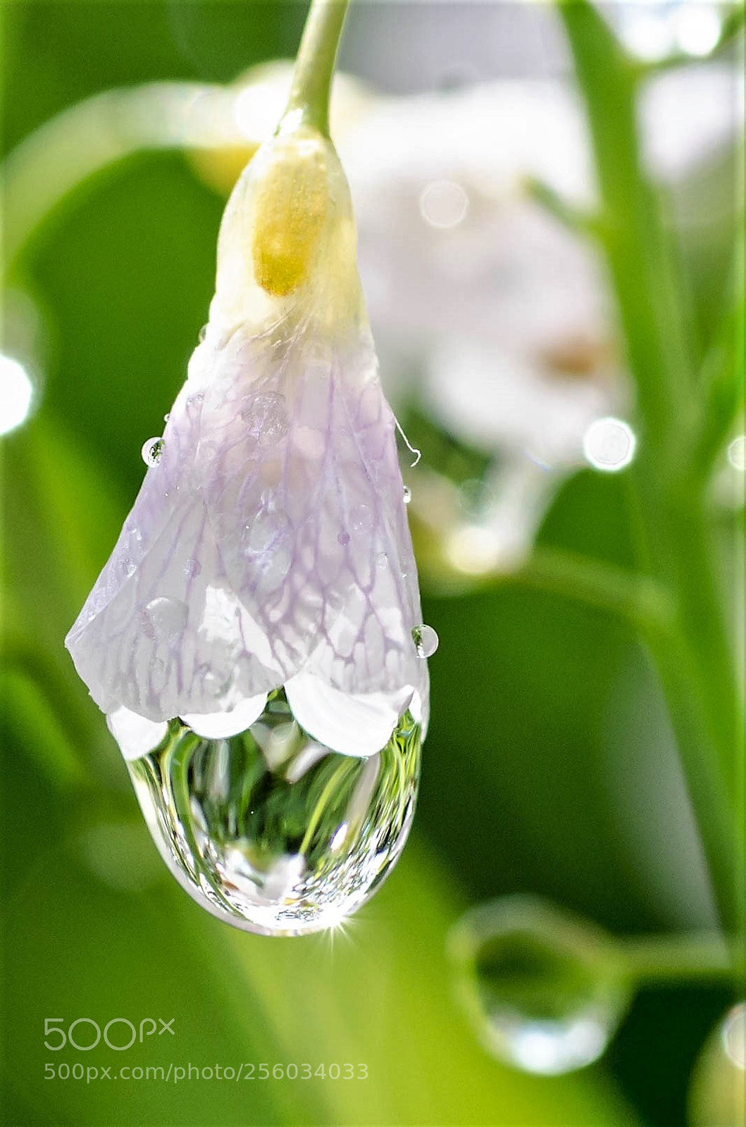 Nikon D7000 sample photo. A drop of rain photography
