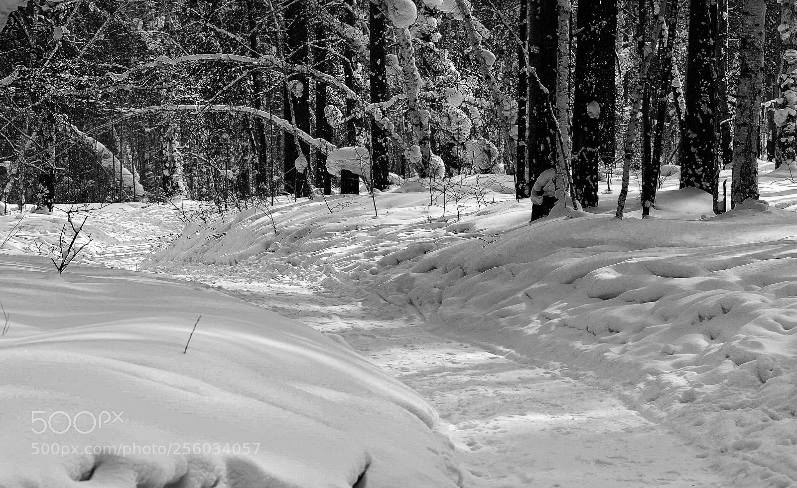 Nikon D7000 sample photo. Тени photography
