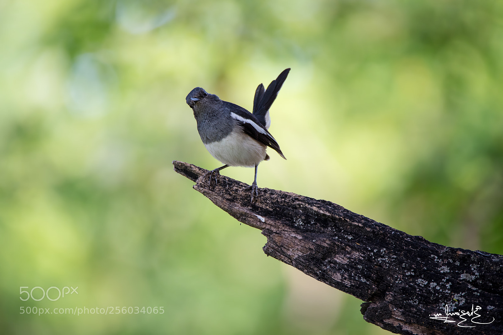 Nikon D750 sample photo. Curious creatures photography