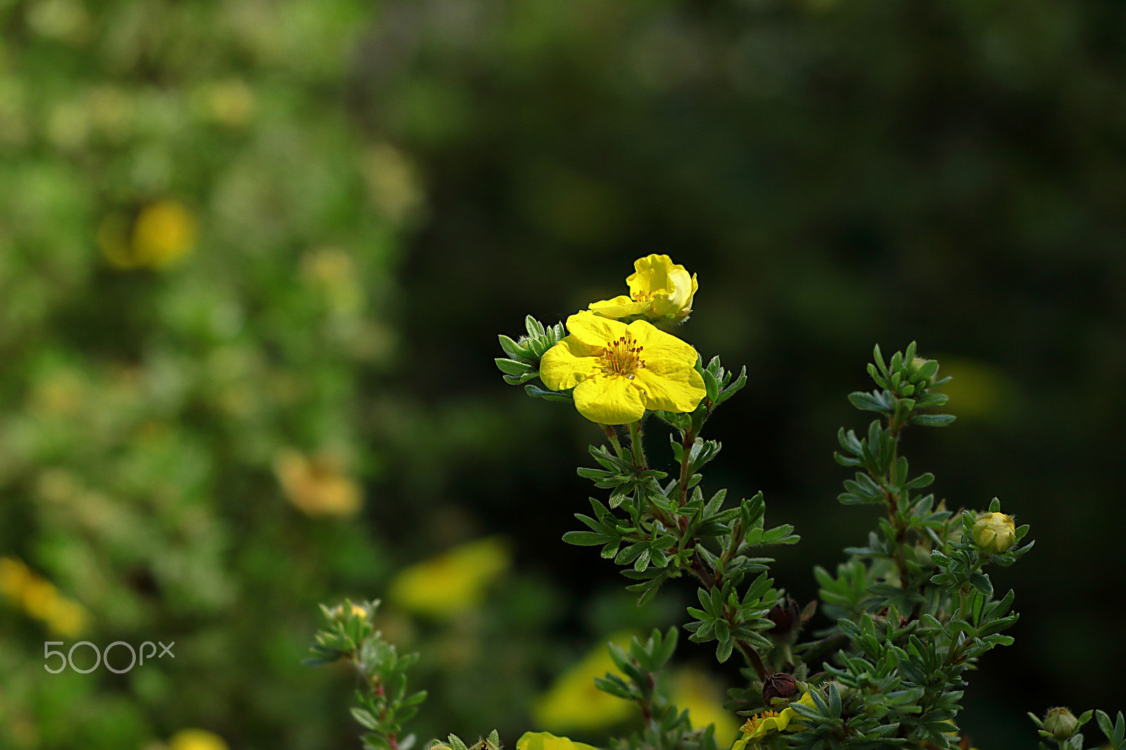 Canon EOS 600D (Rebel EOS T3i / EOS Kiss X5) + Canon EF 70-300 F4-5.6 IS II USM sample photo. Yellow vs green photography