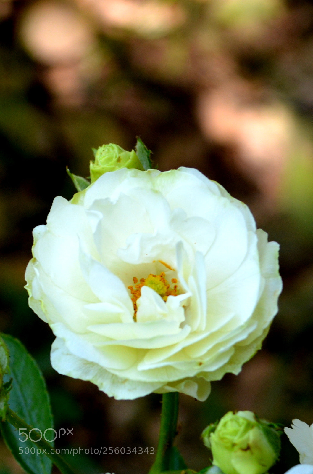 Nikon D5200 sample photo. Flower photography