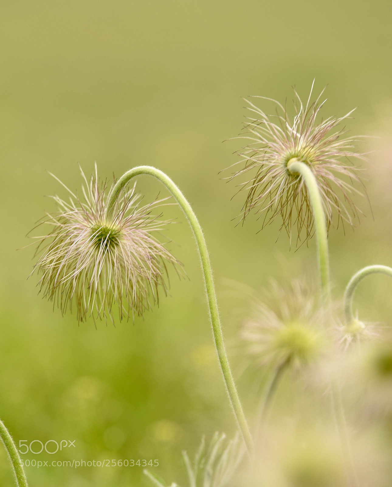 Nikon D750 sample photo. Pasqueflower photography