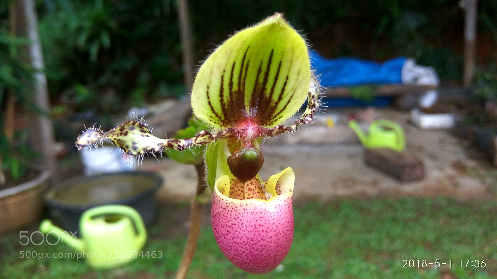 Xiaomi Redmi Note3 sample photo. Hdr[] photography