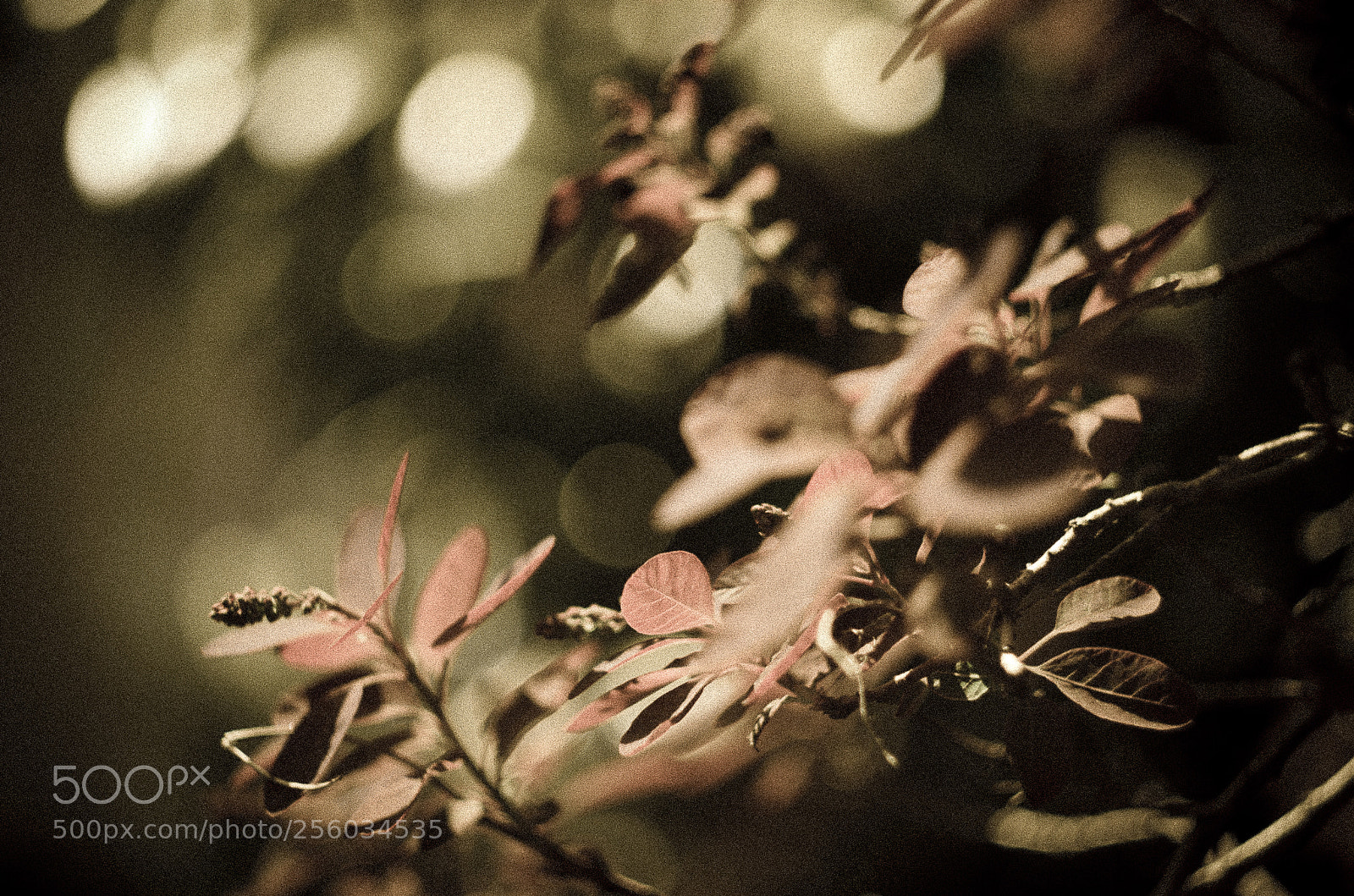 Nikon D7000 sample photo. Moody photography