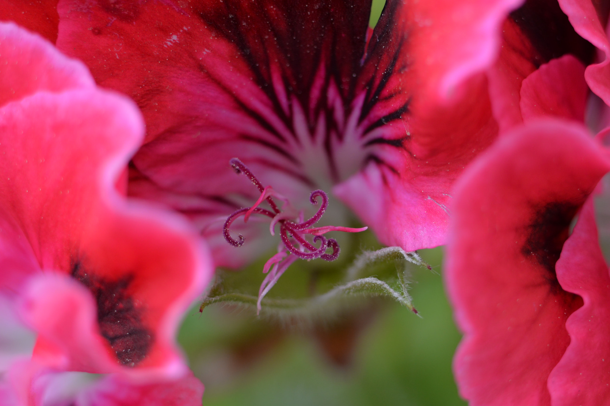 Nikon D610 sample photo. Dama de vermelho photography