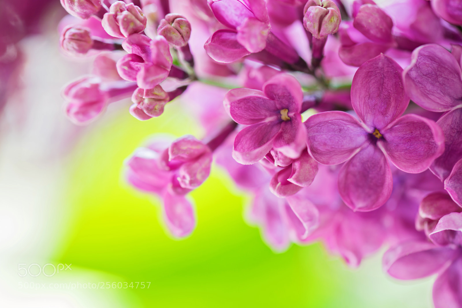 Nikon D610 sample photo. Macro shot of lilac photography