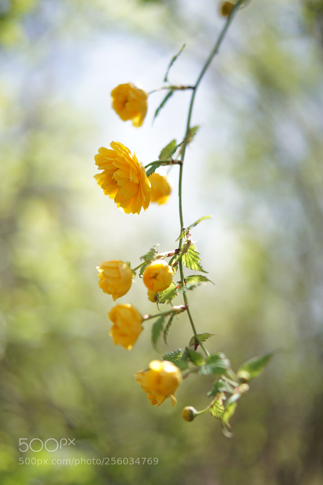 Sony a5100 sample photo. Morning sun photography