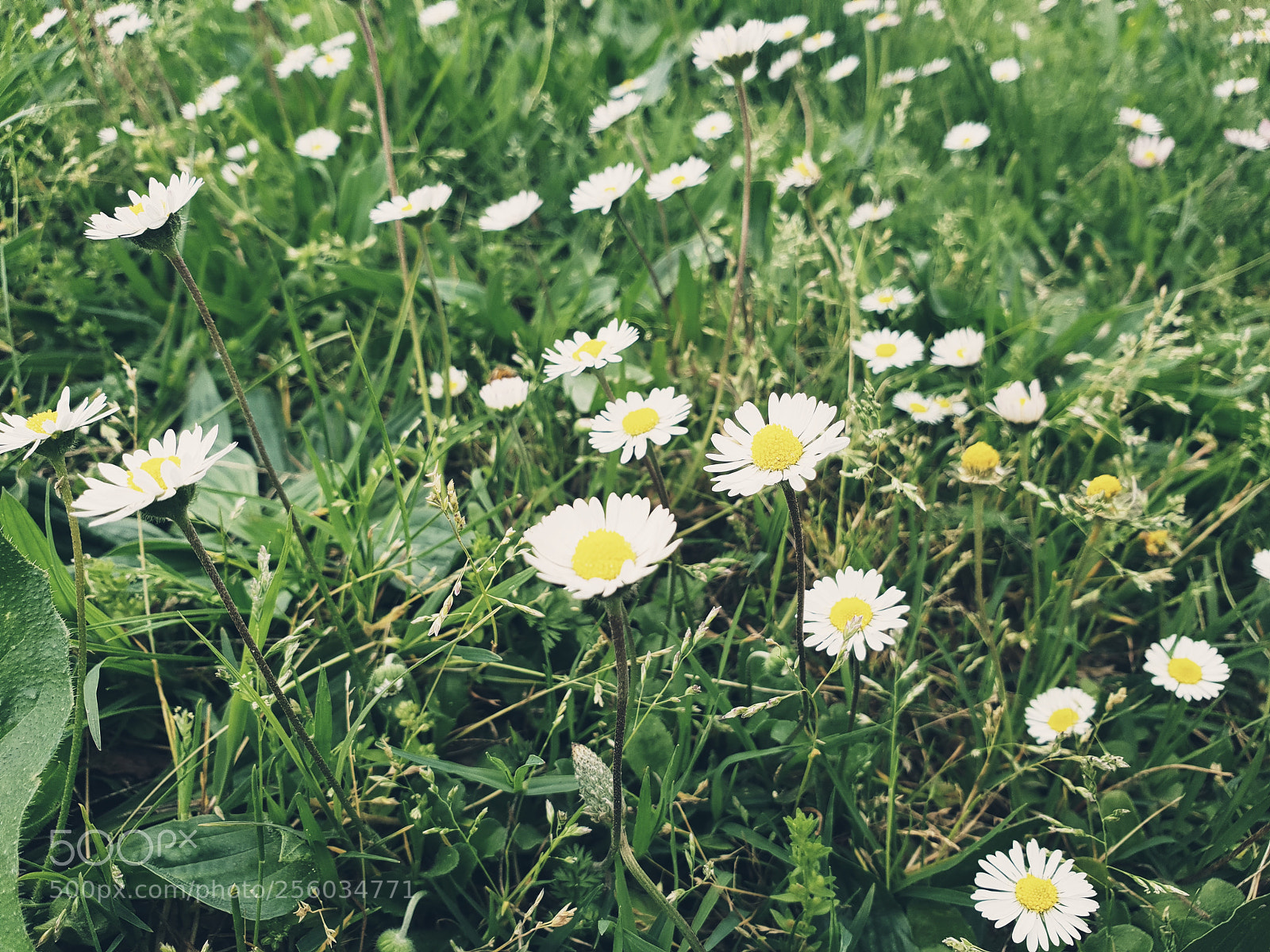 Samsung Galaxy S9+ sample photo. Untitled photography