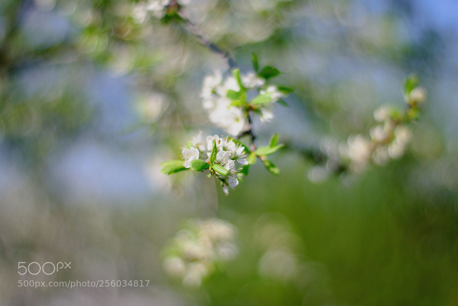 Nikon D80 sample photo. Вишня photography