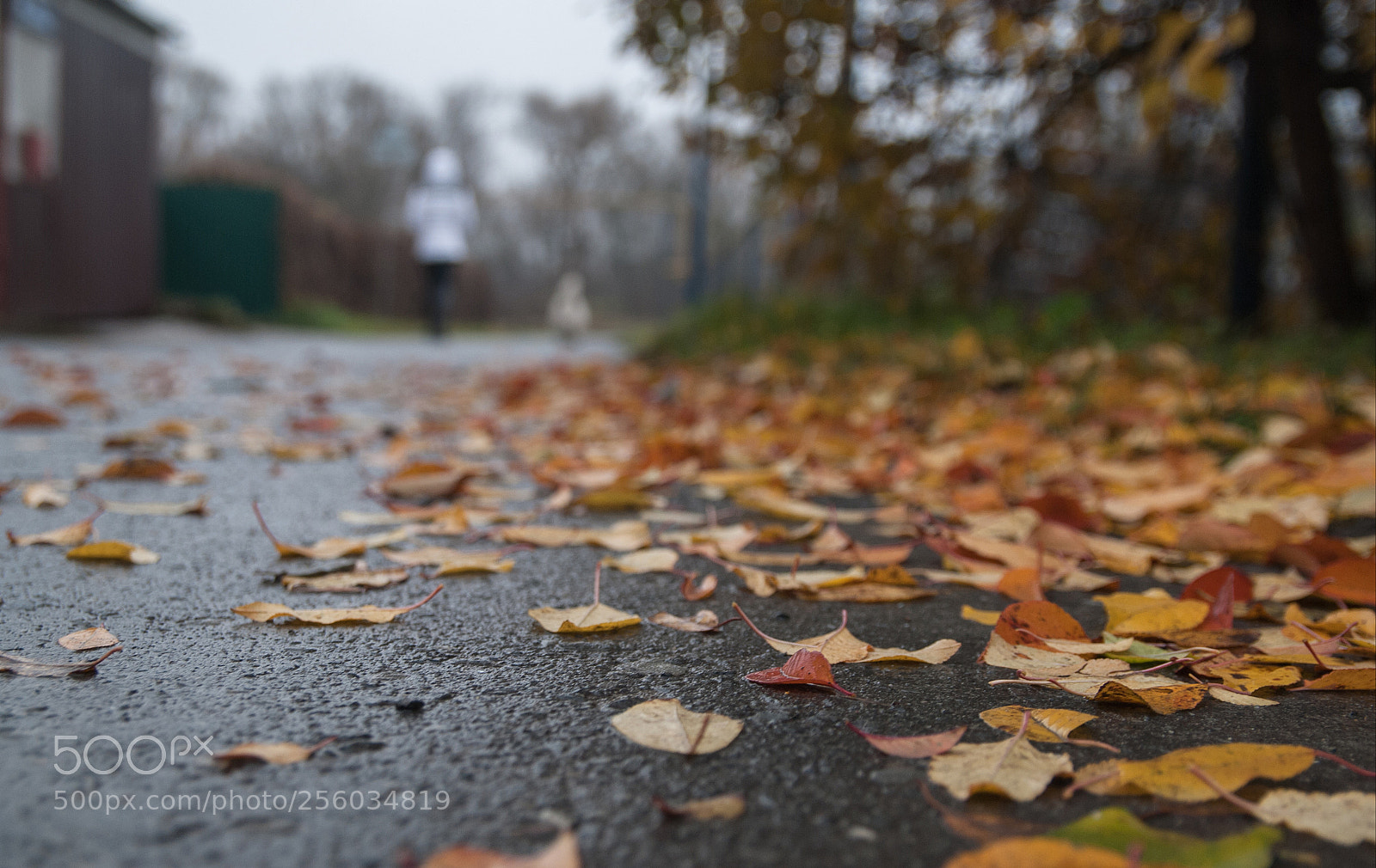 Nikon D80 sample photo. Прогулка photography