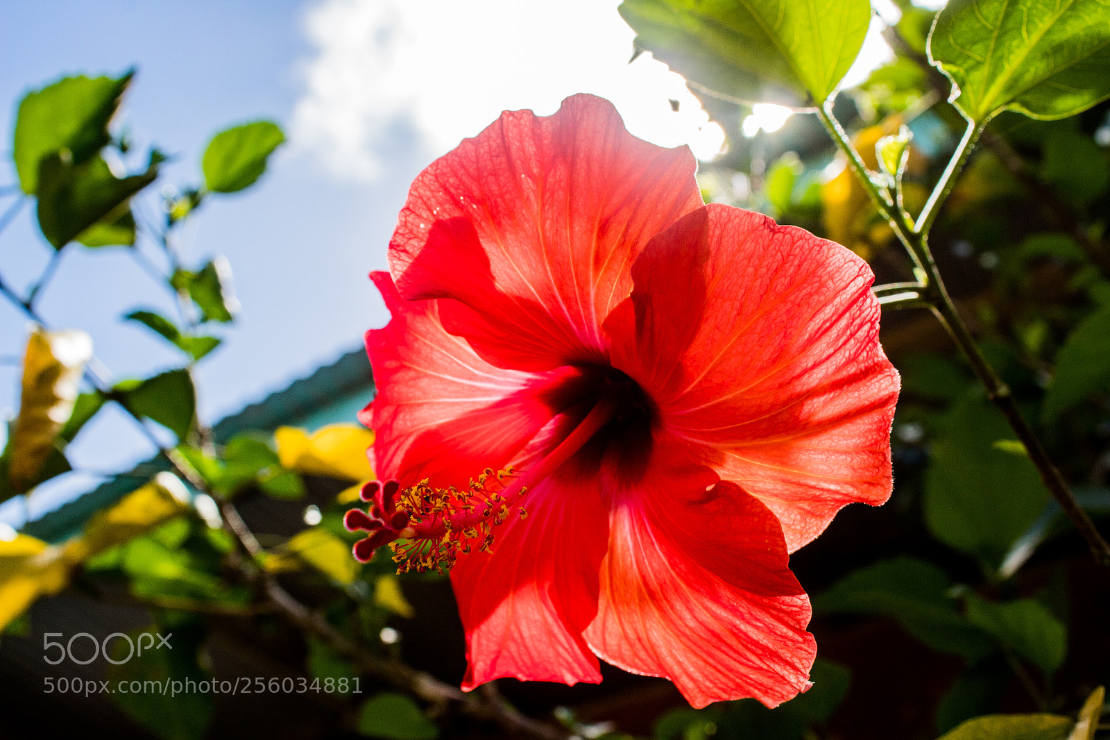 Canon EOS 1300D (EOS Rebel T6 / EOS Kiss X80) sample photo. Hibiscus photography