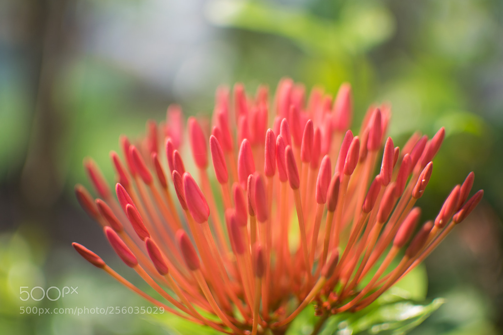 Nikon D3300 sample photo. Flower photography