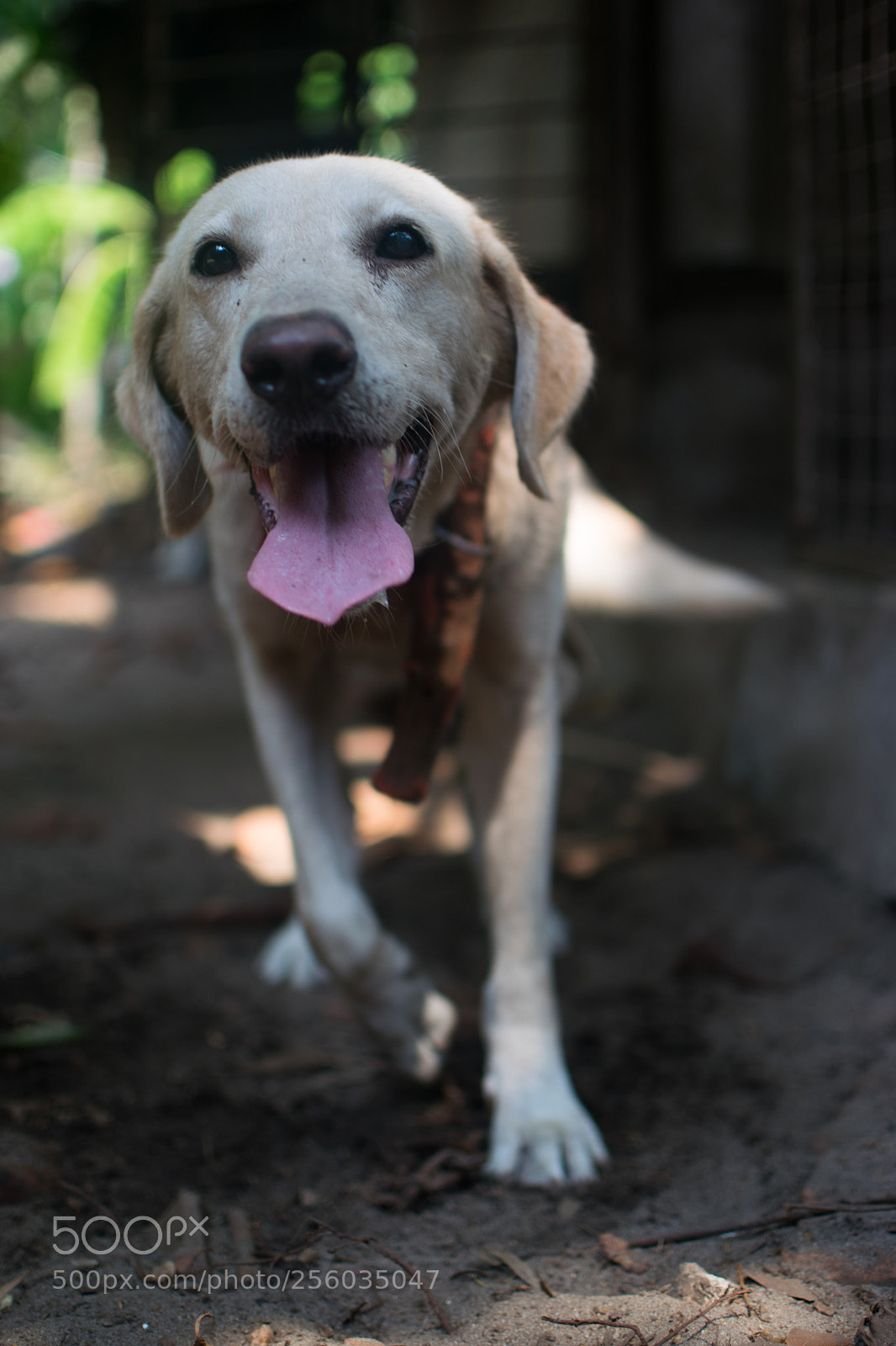 Nikon D3300 sample photo. Jumpo photography