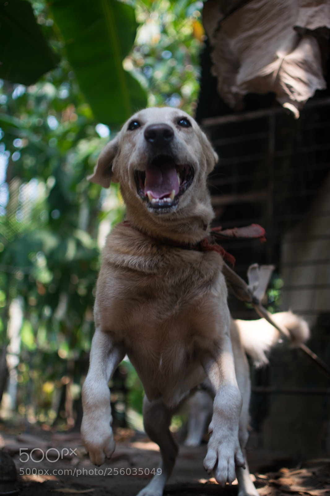 Nikon D3300 sample photo. Jumpo photography