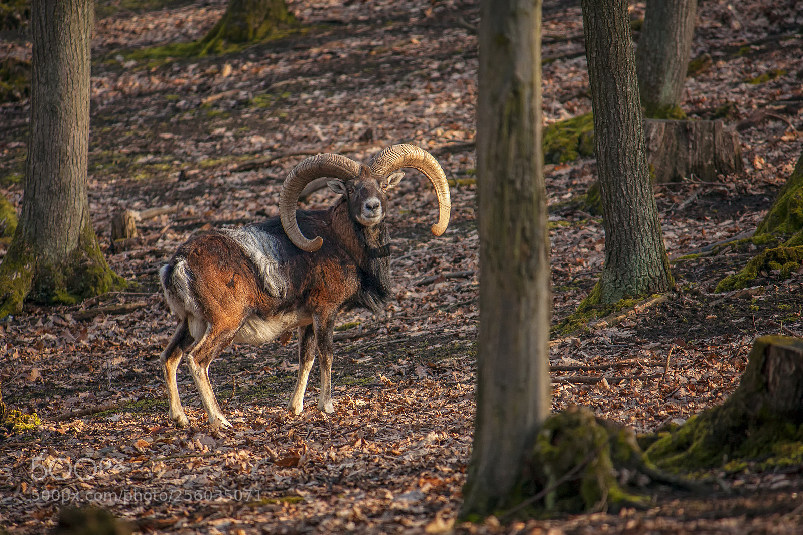Canon EOS 40D sample photo. Ram photography